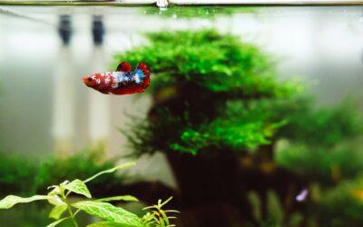 Bringing Them Home: The Golden Rules of Acclimatising Your New Fish