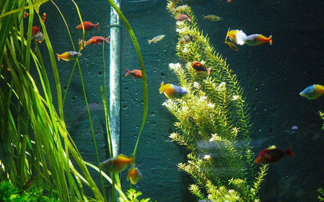 Plastic or Real? Why Live Plants Transform an Aquarium