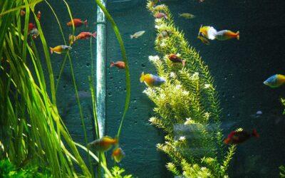 Plastic or Real? Why Live Plants Transform an Aquarium